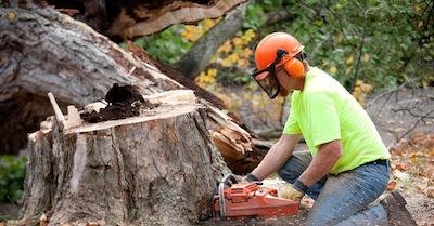 stump removal in Stamford