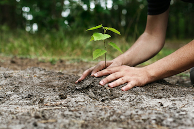 tree planting in Stamford, CT