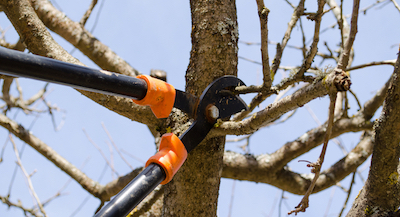 Stamford tree pruning