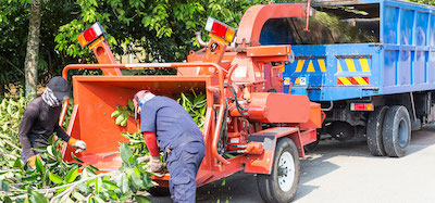 tree service in Stamford