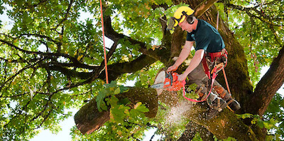 tree trimming in Stamford